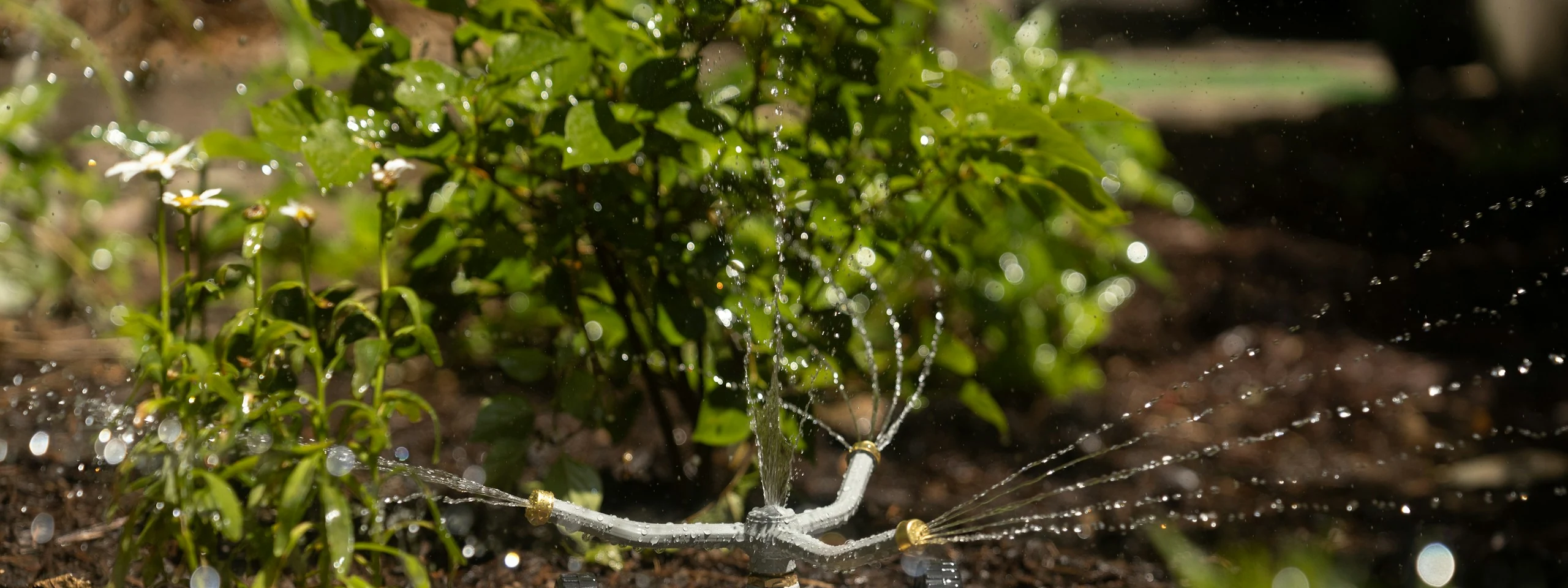 Stay ahead of watering restrictions.