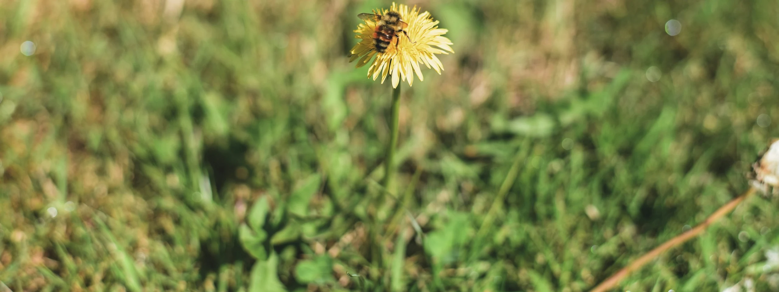 Turn any yard into habitat local wildlife actually needs.